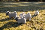 A Herd of Sleepy Sheep For Cheap