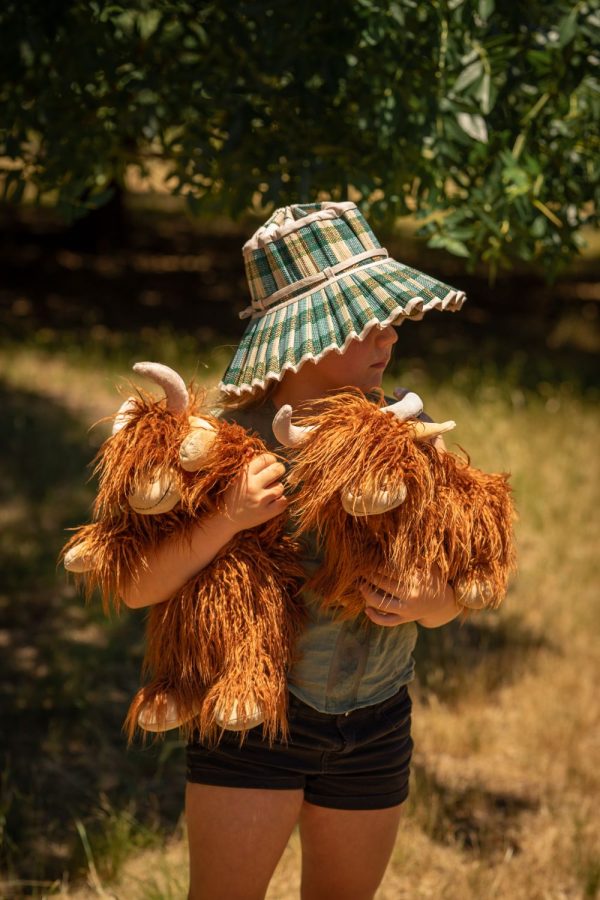 A Herd of Highland Cows on Sale