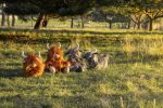 A Herd of Highland Cows on Sale